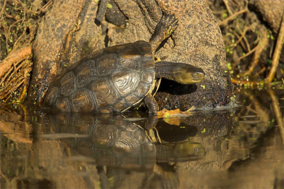 Galápago leproso (Mauremys leprosa)